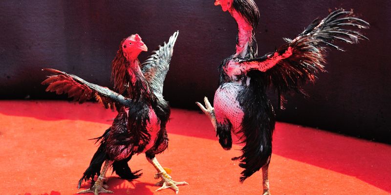 Đá gà cựa sắt là gì?